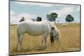 Premium Photographic Print