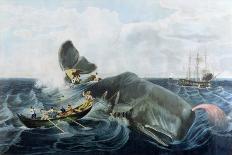 Capturing a Sperm Whale, Engraved by J. Hill, Published 1835-William Page-Laminated Giclee Print