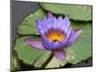 Premium Photographic Print