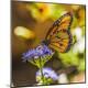 Premium Photographic Print