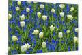 Premium Photographic Print