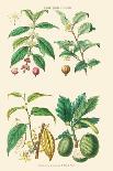 Vegetable Poisons. Common Hemlock, Henbane, Strong Scented Lettuce, Meadow Saffron-William Rhind-Framed Art Print