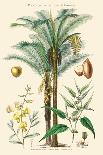 Plants Used in Clothing and Cordage. Gomuti Palm, Piassava Palm, Sunn Hemp, Jute-William Rhind-Art Print