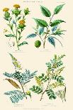 Plants Used in Dyeing. Safflower, Fustic, Brazil Wood, Logwood-William Rhind-Art Print