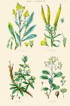 Spice Plants. Ginger, Black Pepper, Caper, Cayenne Pepper-William Rhind-Art Print
