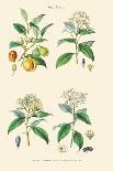 Spice Plants. Ginger, Black Pepper, Caper, Cayenne Pepper-William Rhind-Art Print