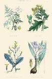 Plants Used in Dyeing. Safflower, Fustic, Brazil Wood, Logwood-William Rhind-Art Print