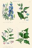 Plants Used in Clothing and Cordage. Cotton, Flax, New Zealand Flax, Cannabis-William Rhind-Art Print