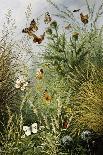 The Butterflies' Haunt (Dandelion Clocks and Thistles)-William Scott Myles-Framed Giclee Print