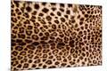 Premium Photographic Print