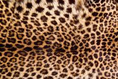 Real Leopard Skin.-William Scott-Framed Premier Image Canvas