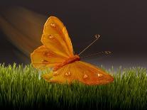 Surreal Butterfly-William Scott-Art Print