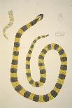 Nagoo, from an Account of Indian Serpents Collected on the Coast of Coromandel, Pub. 1796 (Hand Col-William Skelton-Framed Giclee Print