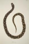 Nagoo, from an Account of Indian Serpents Collected on the Coast of Coromandel, Pub. 1796 (Hand Col-William Skelton-Framed Giclee Print