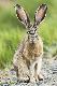 Black-tailed jackrabbit, Malheur National Wildlife Refuge, Oregon ...