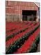 Premium Photographic Print