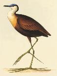 African Jacana, Actophilornis Africanus-William Swainson-Mounted Giclee Print