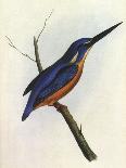 Brazilian Woodpecker, Pica Braziliensis Swainson-William Swainson-Laminated Giclee Print