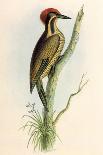 Brazilian Woodpecker, Pica Braziliensis Swainson-William Swainson-Laminated Giclee Print