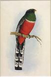 Brazilian Woodpecker, Pica Braziliensis Swainson-William Swainson-Framed Giclee Print