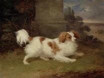 A Blenheim Spaniel-William Webb-Framed Premier Image Canvas