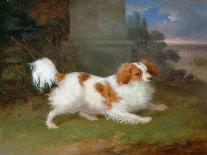 A Blenheim Spaniel-William Webb-Framed Giclee Print