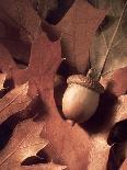 Autumn Acorns and Leaves-William Whitehurst-Framed Photographic Print
