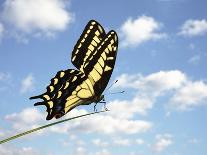 Swallowtail on a Blade of Grass-William Whitehurst-Photographic Print
