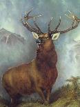 The Monarch of the Glen-William Widgery-Giclee Print