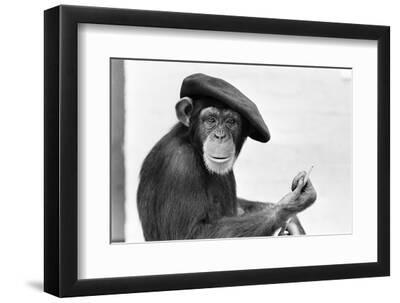 Chimpanzee Black and White Photography Wall Art: Prints, Paintings
