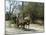 Williamsburg, Virginia, USA-Ethel Davies-Mounted Photographic Print