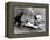 Willie Mays (1931- )-null-Framed Premier Image Canvas