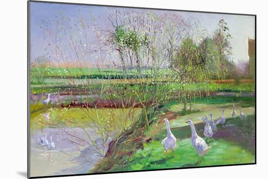 Willow and Geese, 1991-Timothy Easton-Mounted Giclee Print