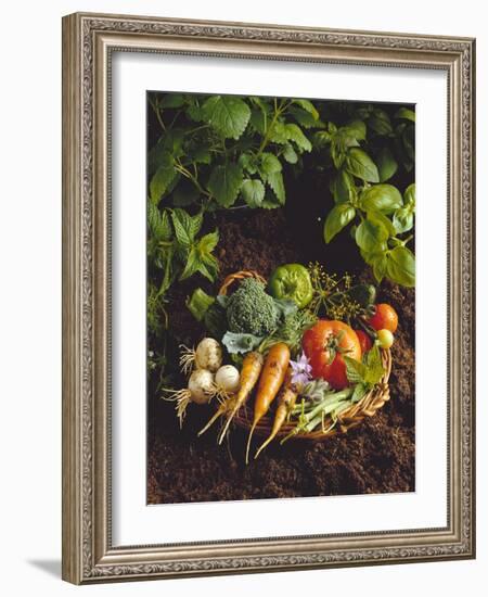 Willow Basket of Fresh Vegetables and Borage Flowers-Walter Cimbal-Framed Photographic Print