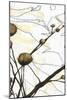 Willow Blooms I-Jennifer Goldberger-Mounted Art Print