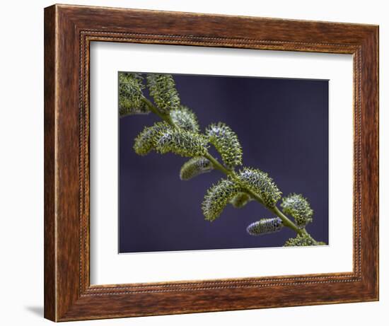 Willow Catkins-Art Wolfe-Framed Photographic Print