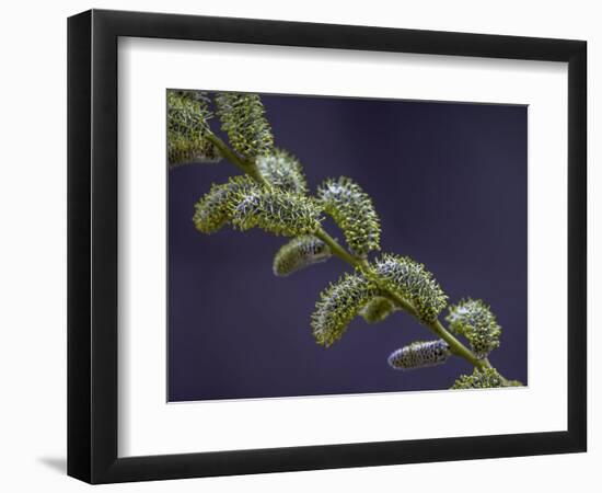 Willow Catkins-Art Wolfe-Framed Photographic Print