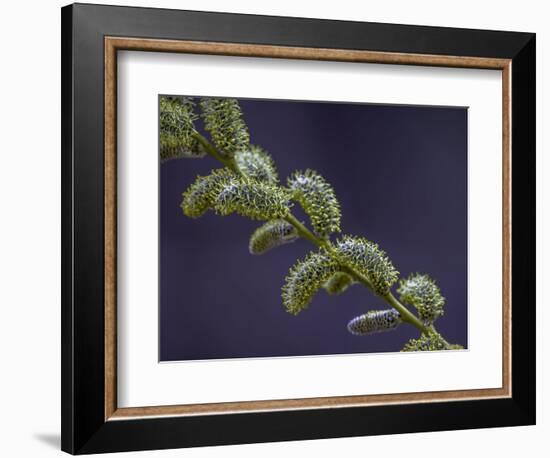 Willow Catkins-Art Wolfe-Framed Photographic Print