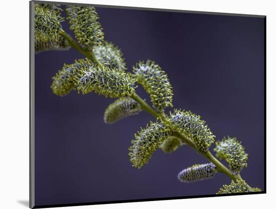 Willow Catkins-Art Wolfe-Mounted Photographic Print