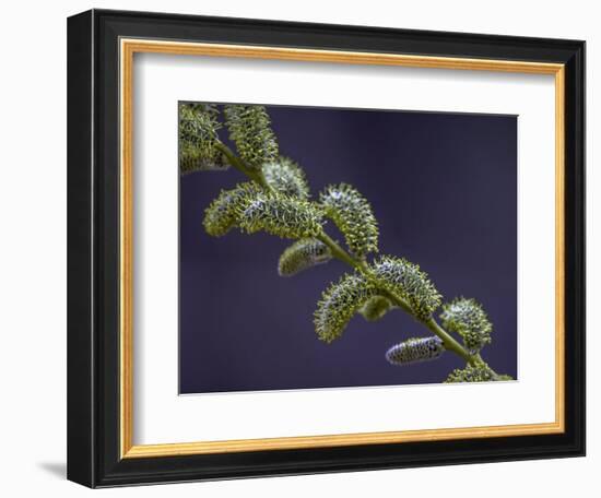 Willow Catkins-Art Wolfe-Framed Photographic Print