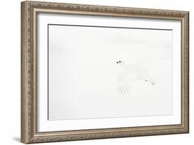 Willow grouse camouflaged against snow, Utsjoki, Finland-Markus Varesvuo-Framed Photographic Print