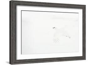 Willow grouse camouflaged against snow, Utsjoki, Finland-Markus Varesvuo-Framed Photographic Print