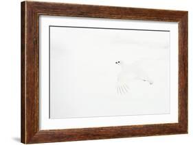 Willow grouse camouflaged against snow, Utsjoki, Finland-Markus Varesvuo-Framed Photographic Print