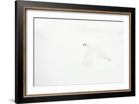 Willow grouse camouflaged against snow, Utsjoki, Finland-Markus Varesvuo-Framed Photographic Print