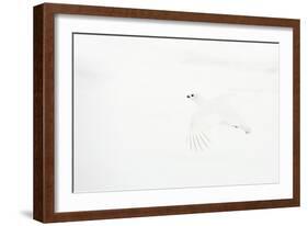 Willow grouse camouflaged against snow, Utsjoki, Finland-Markus Varesvuo-Framed Photographic Print
