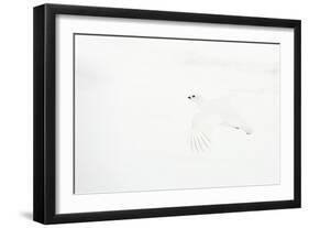 Willow grouse camouflaged against snow, Utsjoki, Finland-Markus Varesvuo-Framed Photographic Print