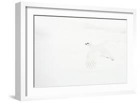 Willow grouse camouflaged against snow, Utsjoki, Finland-Markus Varesvuo-Framed Photographic Print