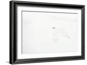 Willow grouse camouflaged against snow, Utsjoki, Finland-Markus Varesvuo-Framed Photographic Print