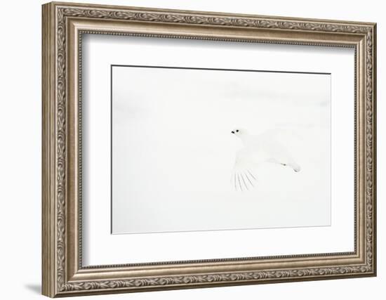 Willow grouse camouflaged against snow, Utsjoki, Finland-Markus Varesvuo-Framed Photographic Print