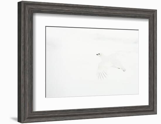 Willow grouse camouflaged against snow, Utsjoki, Finland-Markus Varesvuo-Framed Photographic Print